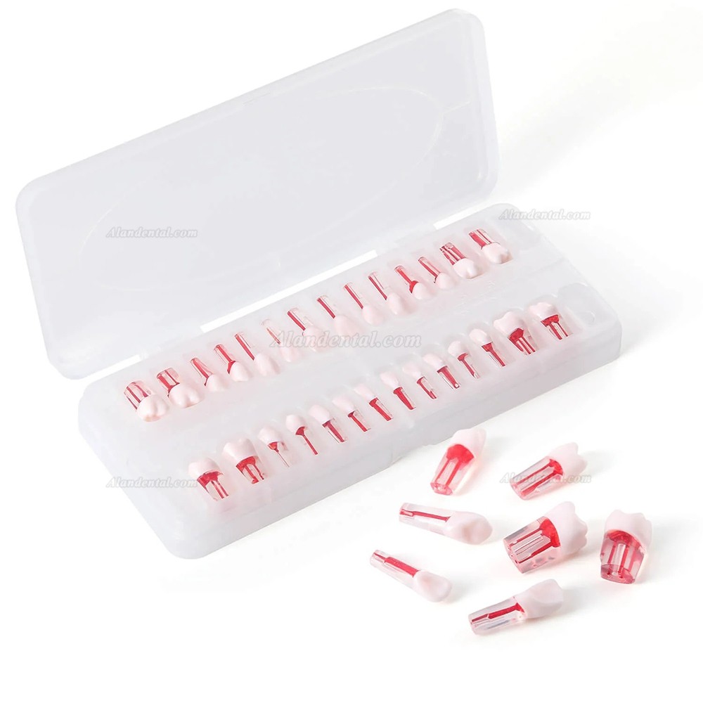 28pcs/Set Dental Typodont Teeth, Root Canal Practice Model
